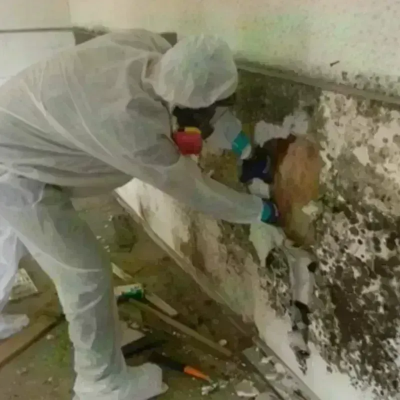 Mold Remediation and Removal in Geneva, IL